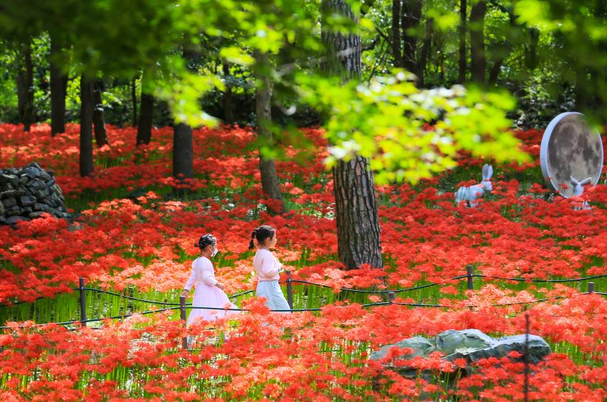 보령 성주산자연휴양림, 가을을 여는 ‘꽃무릇’ 만개