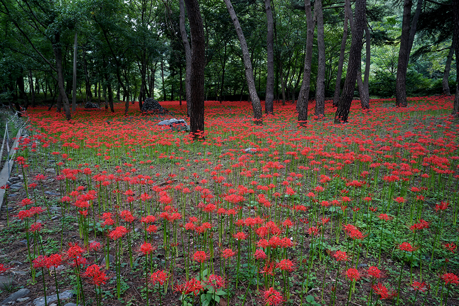 성주산휴양림 모란꽃밭